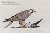 Peregrine Falcon (juvenile)