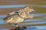 Green-winged Teal 
