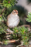 White-crowned Sparrow