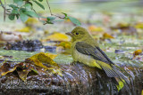 Scarlet Tanager