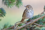 Hermit Thrush