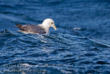 Northern Fulmar