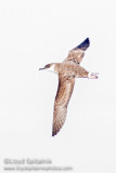 Great Shearwater