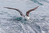 Great Shearwater