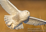 Snowy Owl (male)