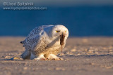 Snowy Owl 