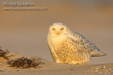 Snowy Owl 