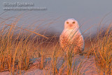 Snowy Owl 