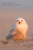 Snowy Owl