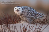 Snowy Owl (female)