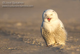Snowy Owl