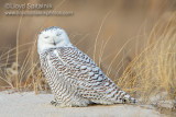 Snowy Owl