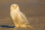 Snowy Owl