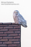 Snowy Owl 