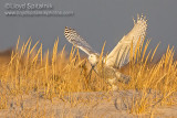Snowy Owl