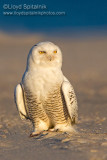 Snowy Owl