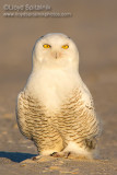 Snowy Owl