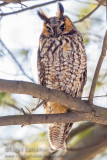 Long-eared Owl