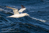 Northern Gannet