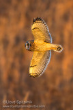 Short-eared Owl