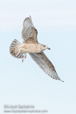 Iceland Gull