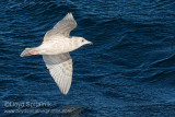 Iceland Gull
