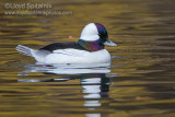 Bufflehead 