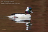 Bufflehead 