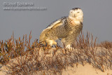 Snowy Owl (female)