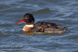 Red-breasted Merganser