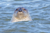 Harbor Seal