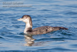 Common Loon