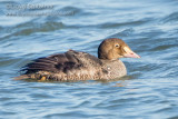 King Eider (immature male)