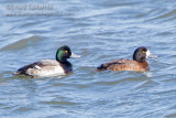 Greater Scaup