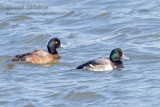 Greater Scaup