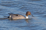 Northern Pintail