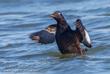 White-winged Scoter