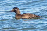 White-winged Scoter