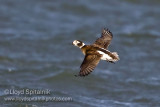 Long-tailed Duck (Oldsquaw)