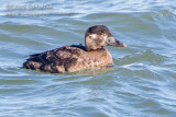 Surf Scoter 