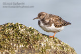 Ruddy Turnstone   