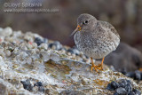 Purple Sandpiper