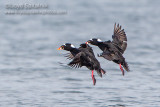 Surf Scoter 