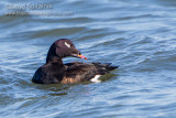 White-winged Scoter