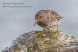 Purple Sandpiper