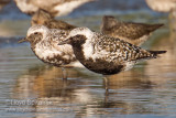 Black-bellied Plover