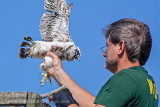 Peregrine Falcon 