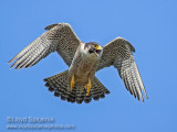 Peregrine Falcon