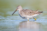 Stilt Sandpiper
