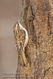 Brown Creeper